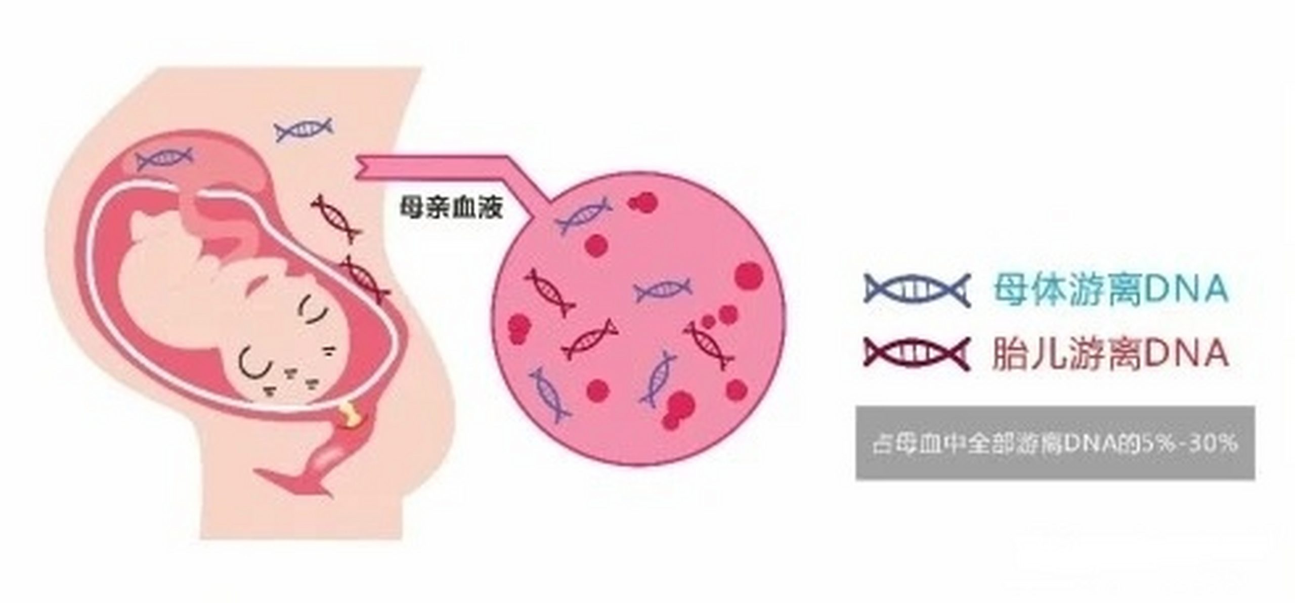 香港无创产前基因检测的具体流程