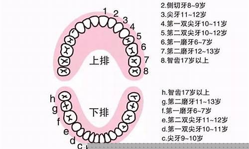 婴儿的牙齿是怎么长出来的？