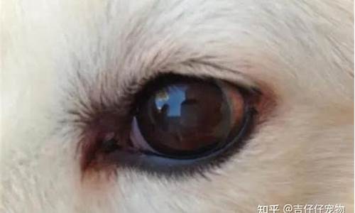 新生儿为什么会有眼屎？