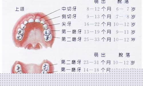 乳牙掉落的顺序和时间段有什么规律？