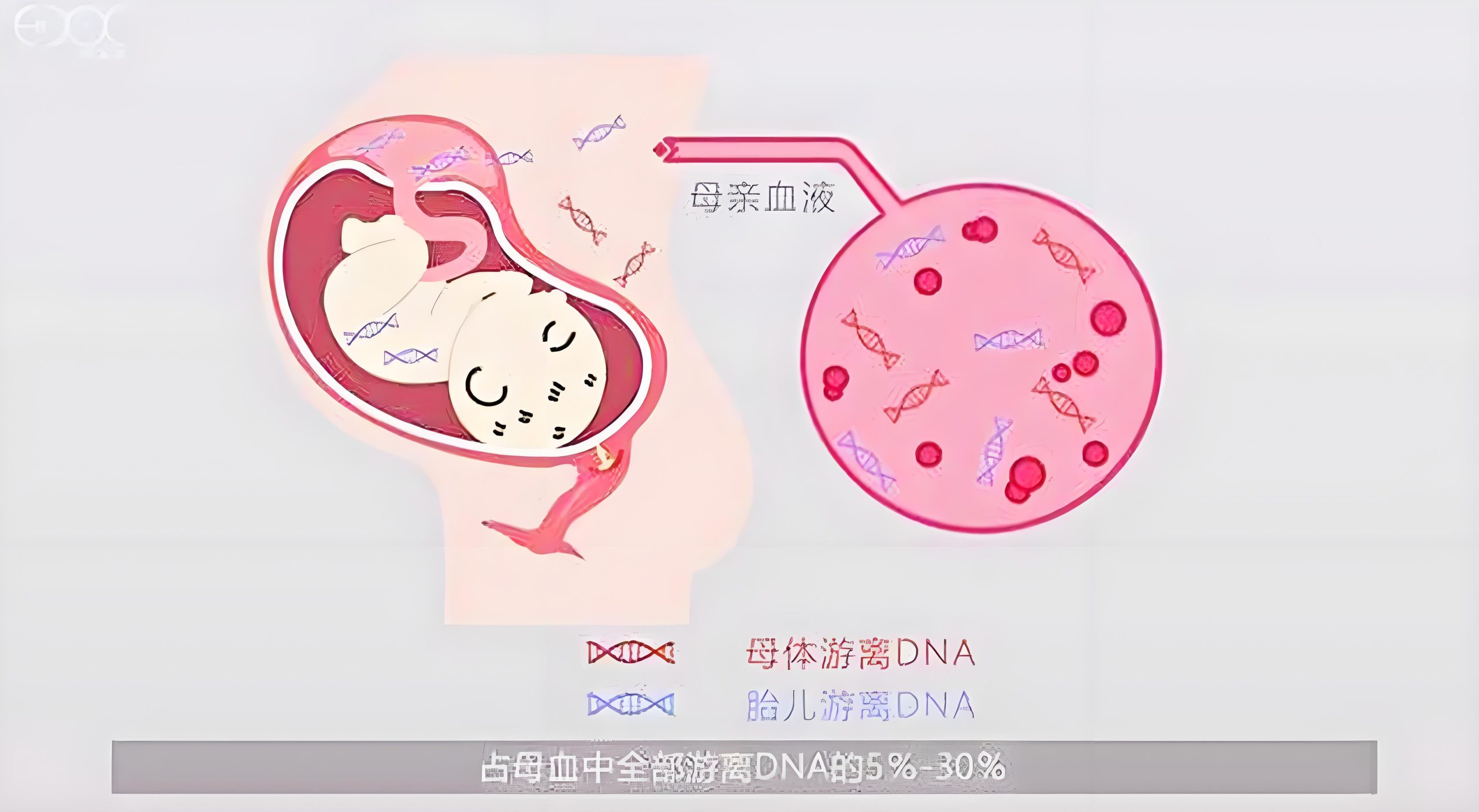 刚怀孕的胎儿怎么做亲子鉴定