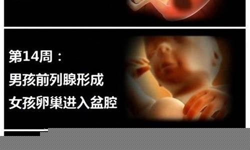 四个月的胎儿有多大