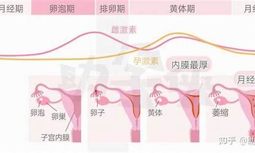 ﻿如何通过排卵期来选择宝宝的性别？